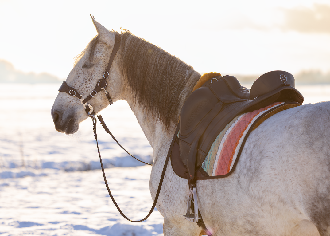 Brightstar Dressur Pad mit Einlagen Lammfelle