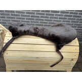 Seatsaver treeless in need of refurbishment L braun