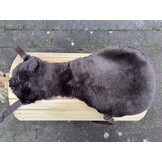 Opknapper zadelbontje boomloos L bruin