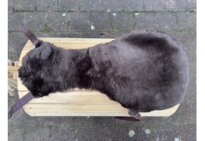 Opknapper zadelbontje boomloos L