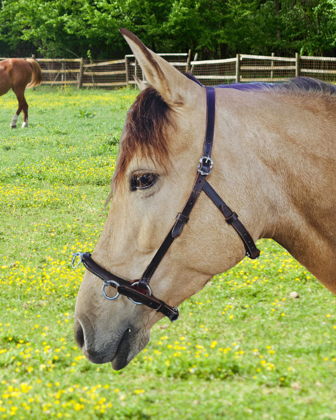 Academic cavesson baroque