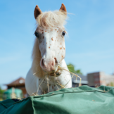 HayKub the new genaration hay bag