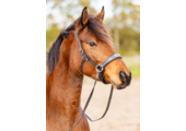 Sidepull Brightstar hoofdstel