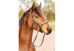 Sidepull Brightstar bridle