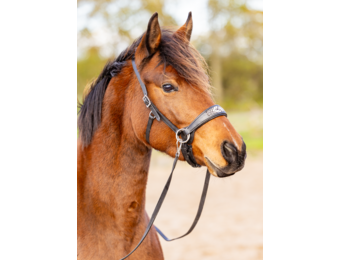 Sidepull Brightstar hoofdstel