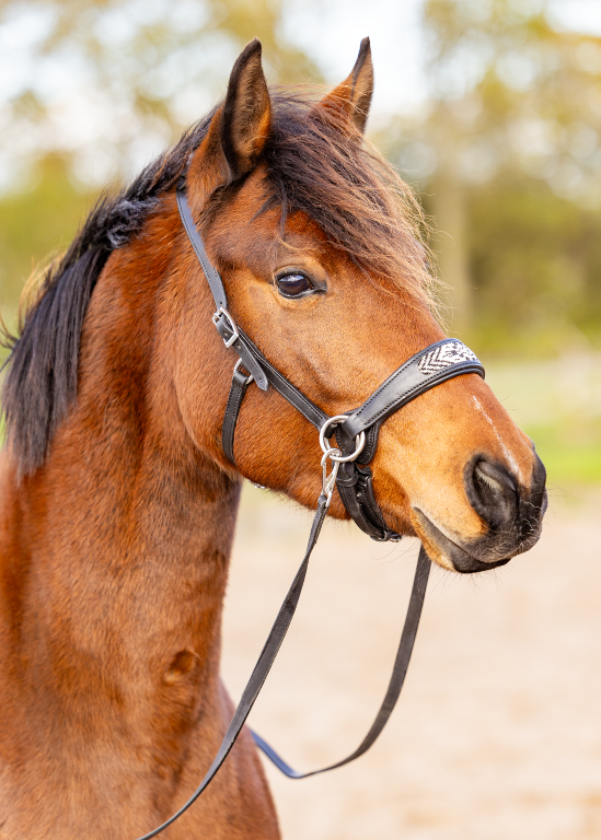 Sidepull Brightstar bitless bridle ED2