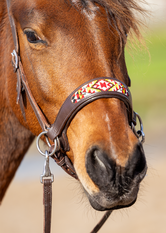 Sidepull Brightstar bitless bridle ED2