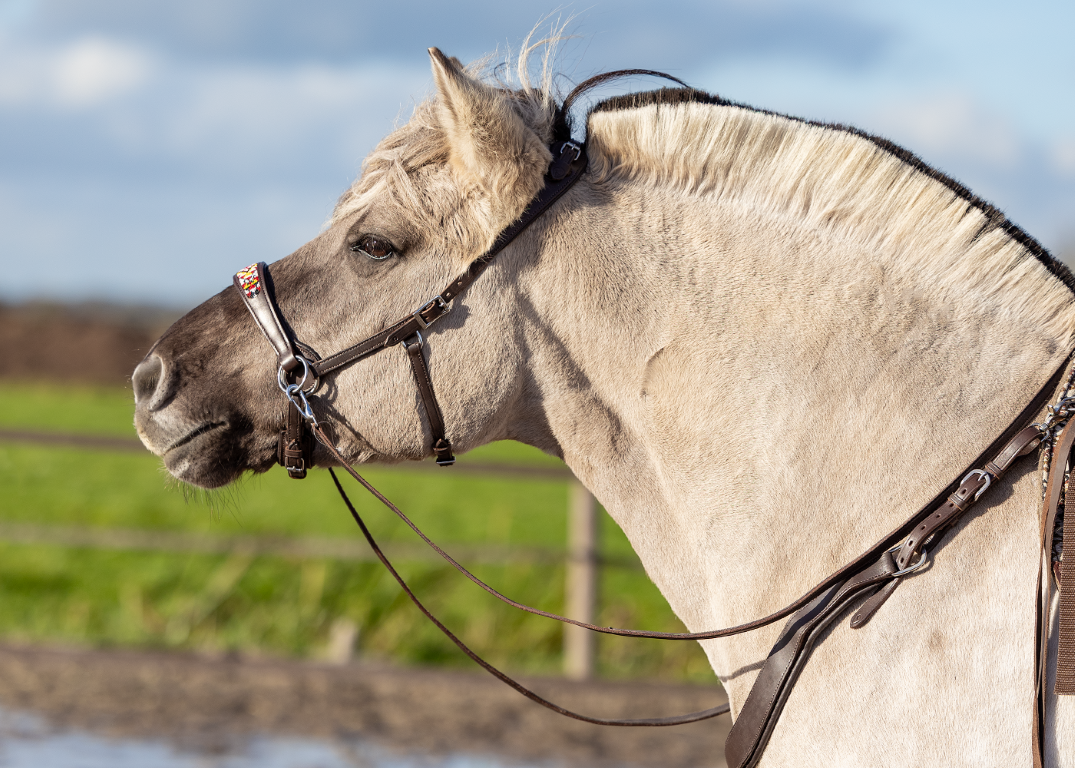 Sidepull Brightstar bitless bridle ED2