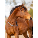 Brightstar cordeo halsteugel