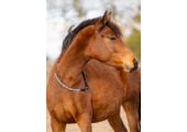 Brightstar cordeo