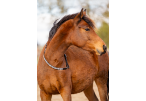 Brightstar cordeo