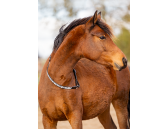 Brightstar cordeo