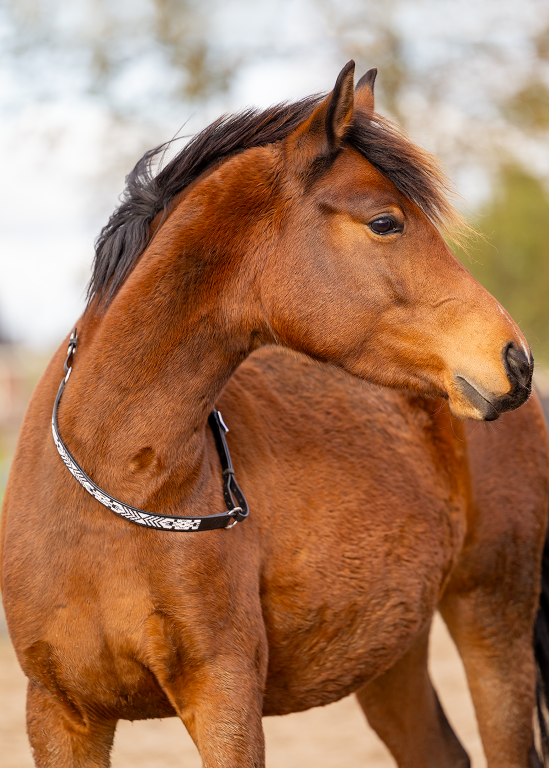 Brightstar Cordeo Halszugel