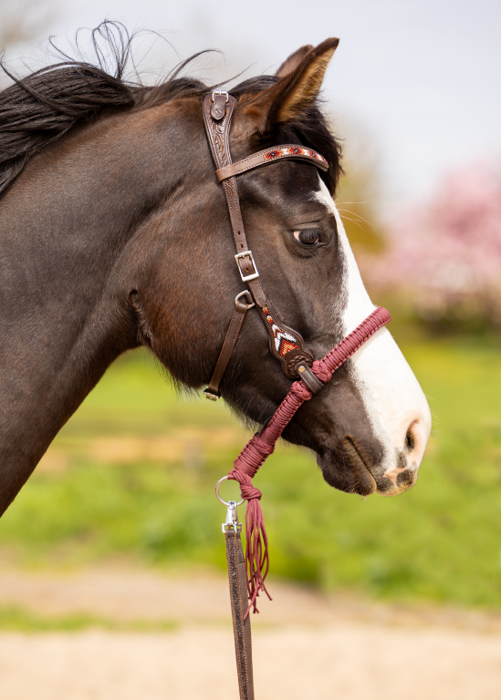 Brightstar westernhoofdstel ED3