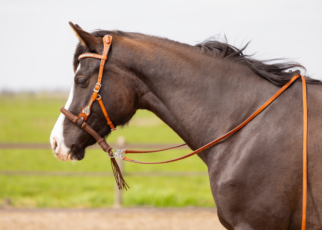 Brightstar western bridle ED3