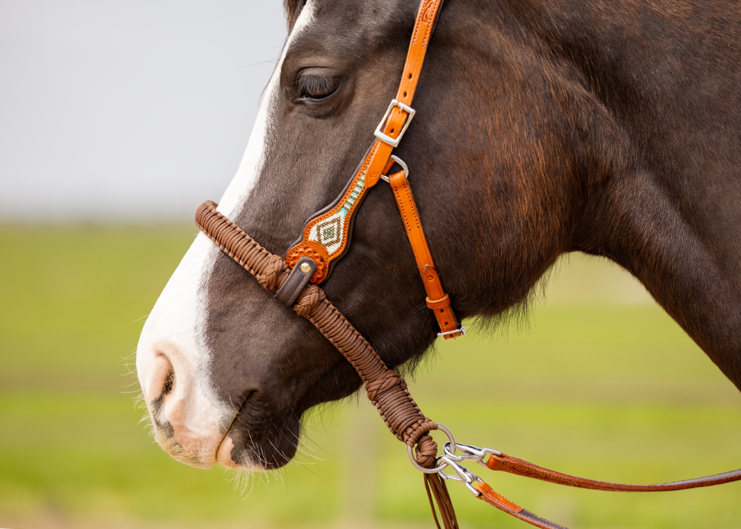 Brightstar westernhoofdstel ED3