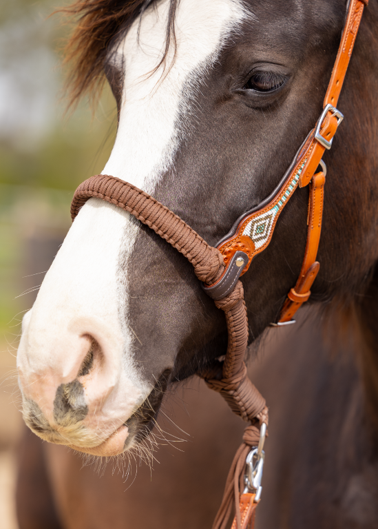 Brightstar westernhoofdstel ED3