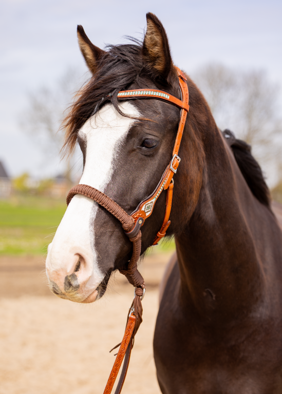 Brightstar western bridle ED3