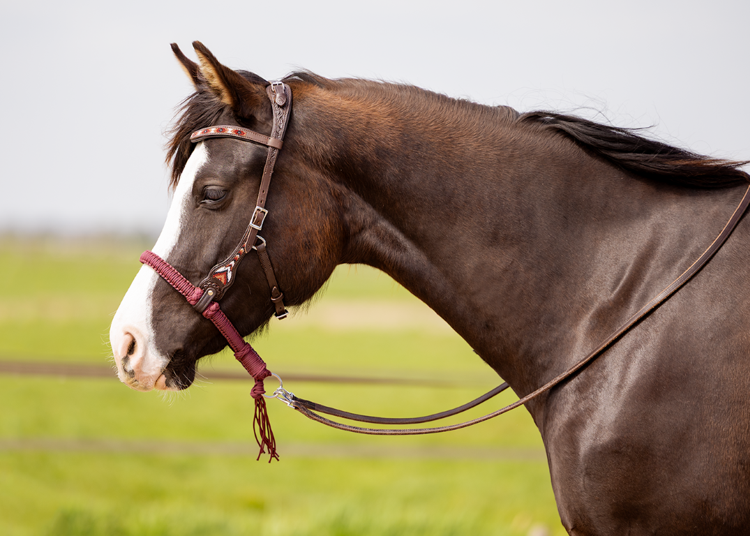 Brightstar westernhoofdstel ED3