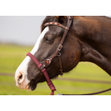 Brightstar westernhoofdstel ED3