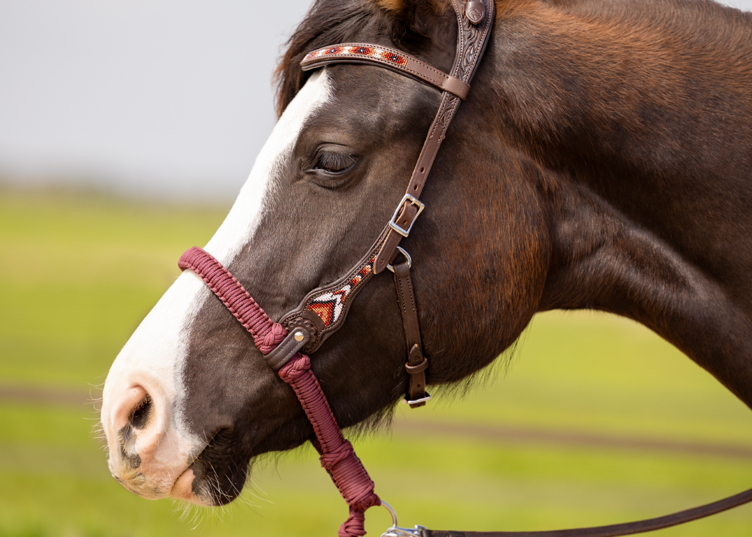 Brightstar western bridle ED3