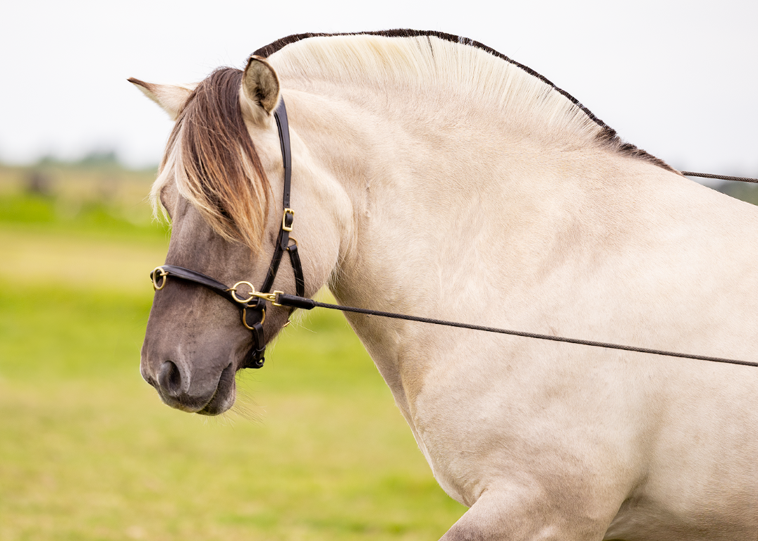Refine long rope reins