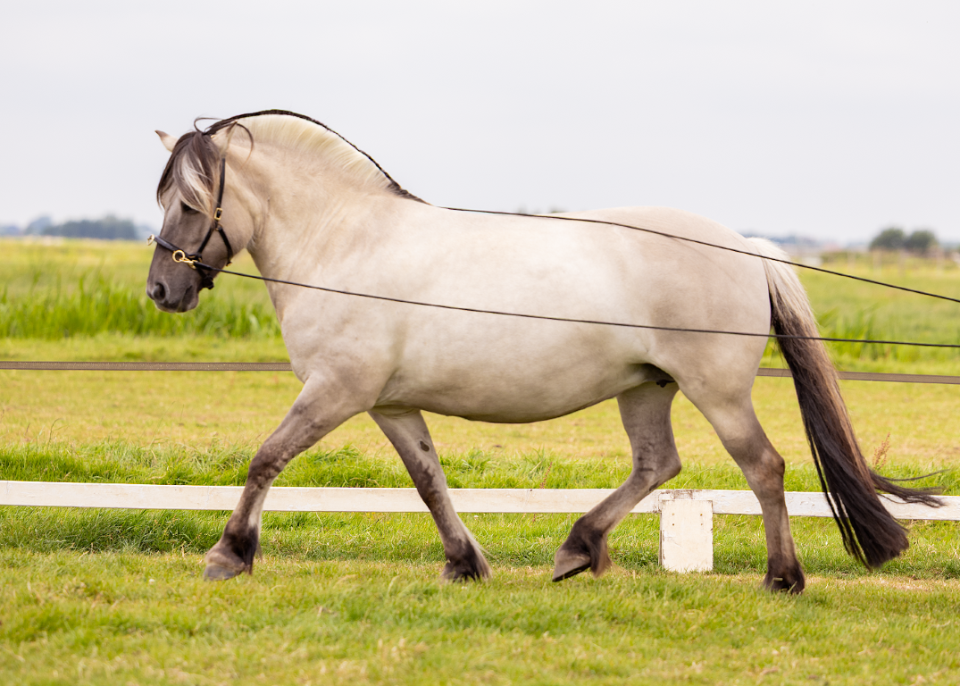 Refine long rope reins