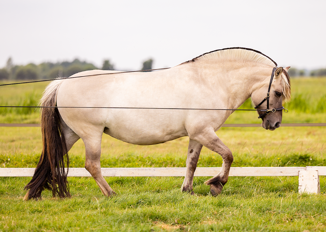Refine long rope reins