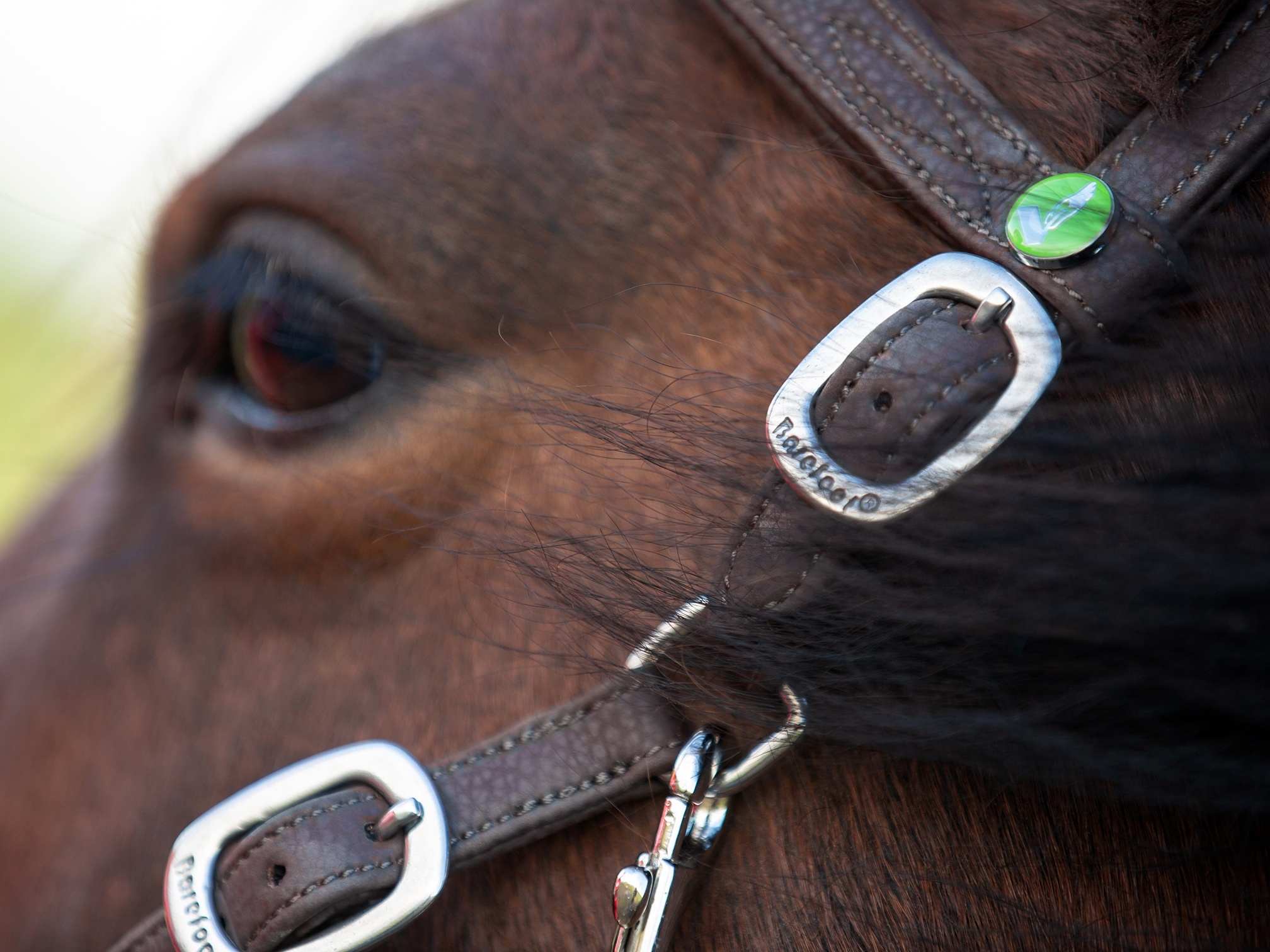Syringa Vegitex cross bitless bridle