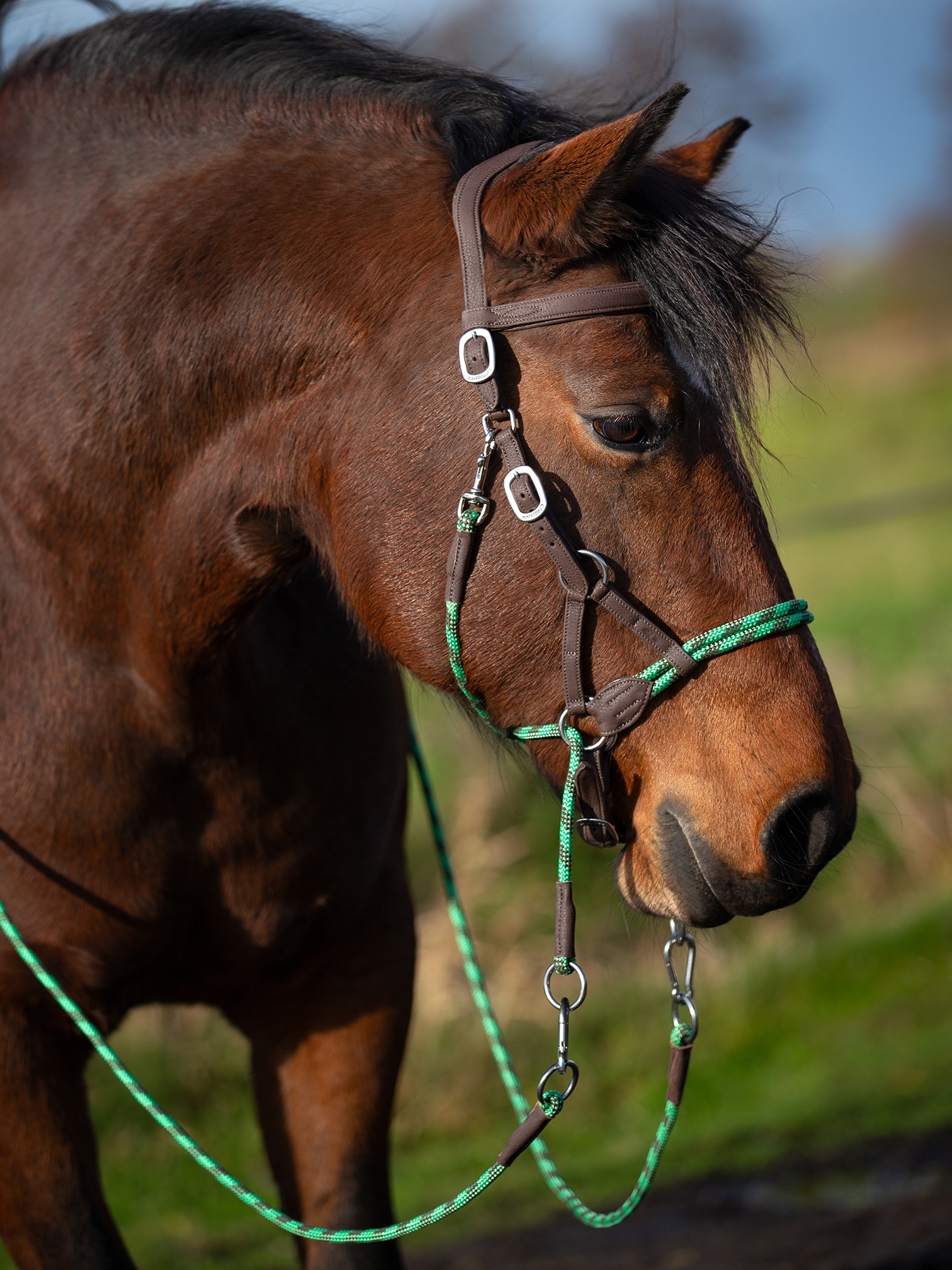Syringa Vegitex cross bitless bridle