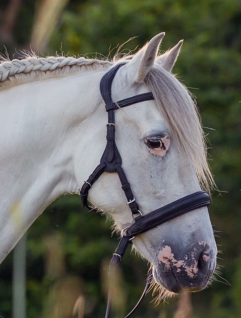 Shape it Soft Vegitex bitless nose band