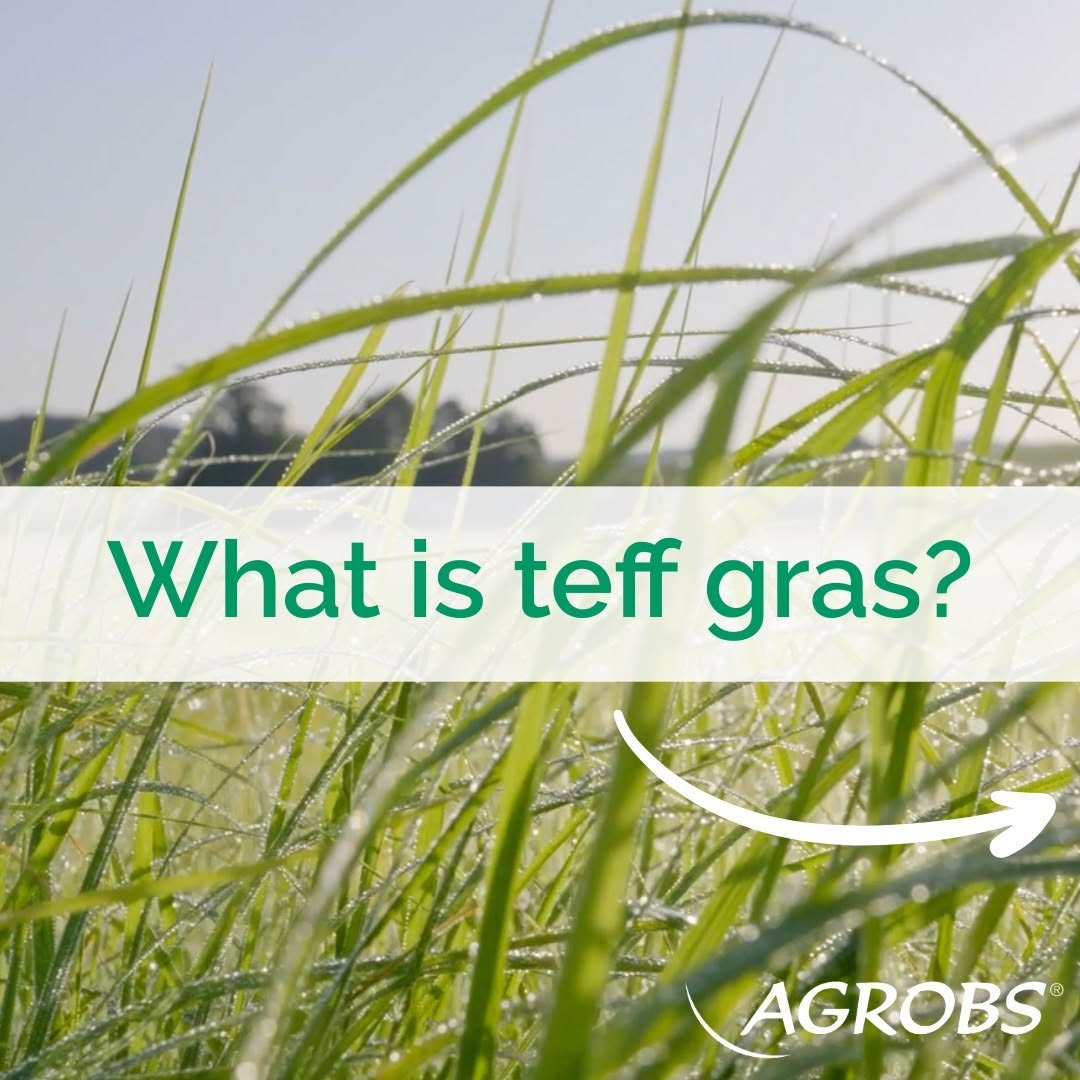 Teffcobs zuckerarm 20kg