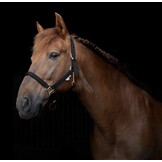 Break Away veiligheids halster 2 in 1