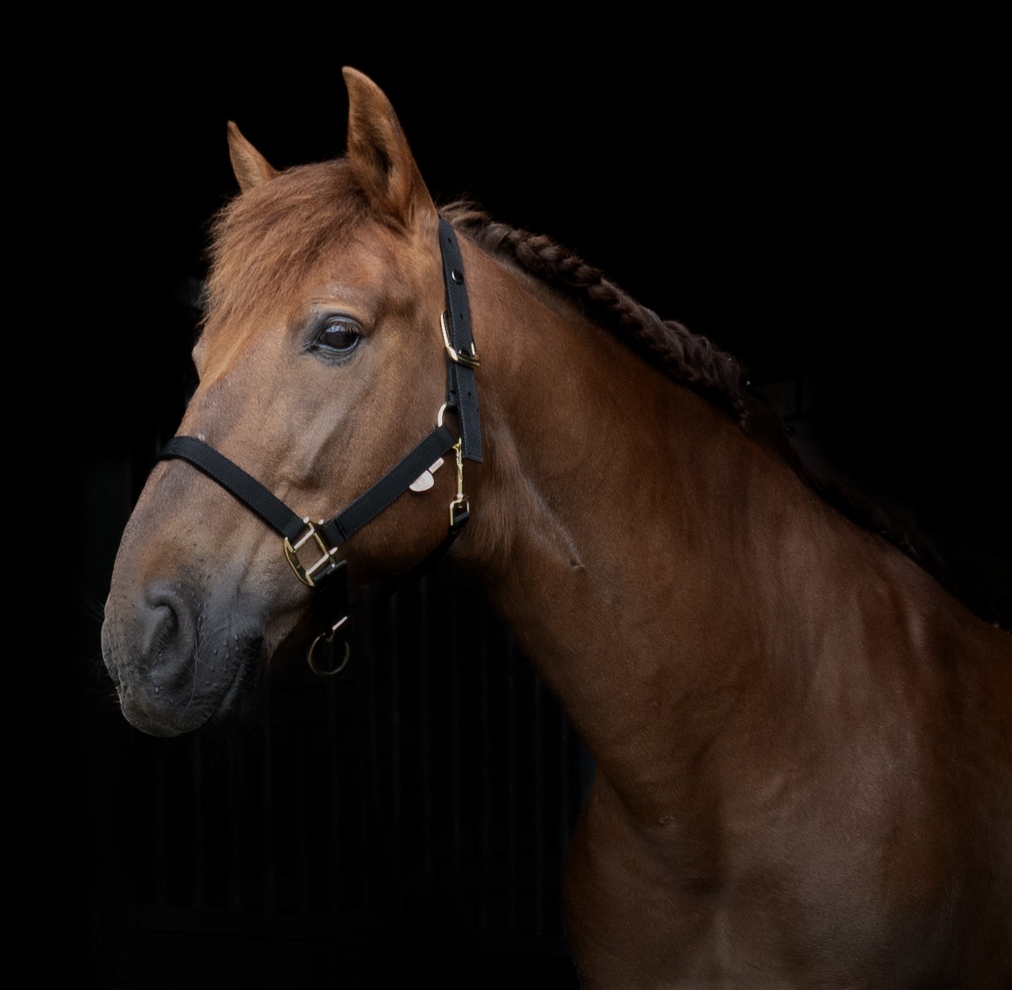 Break Away sicherheits Halter 2 in 1