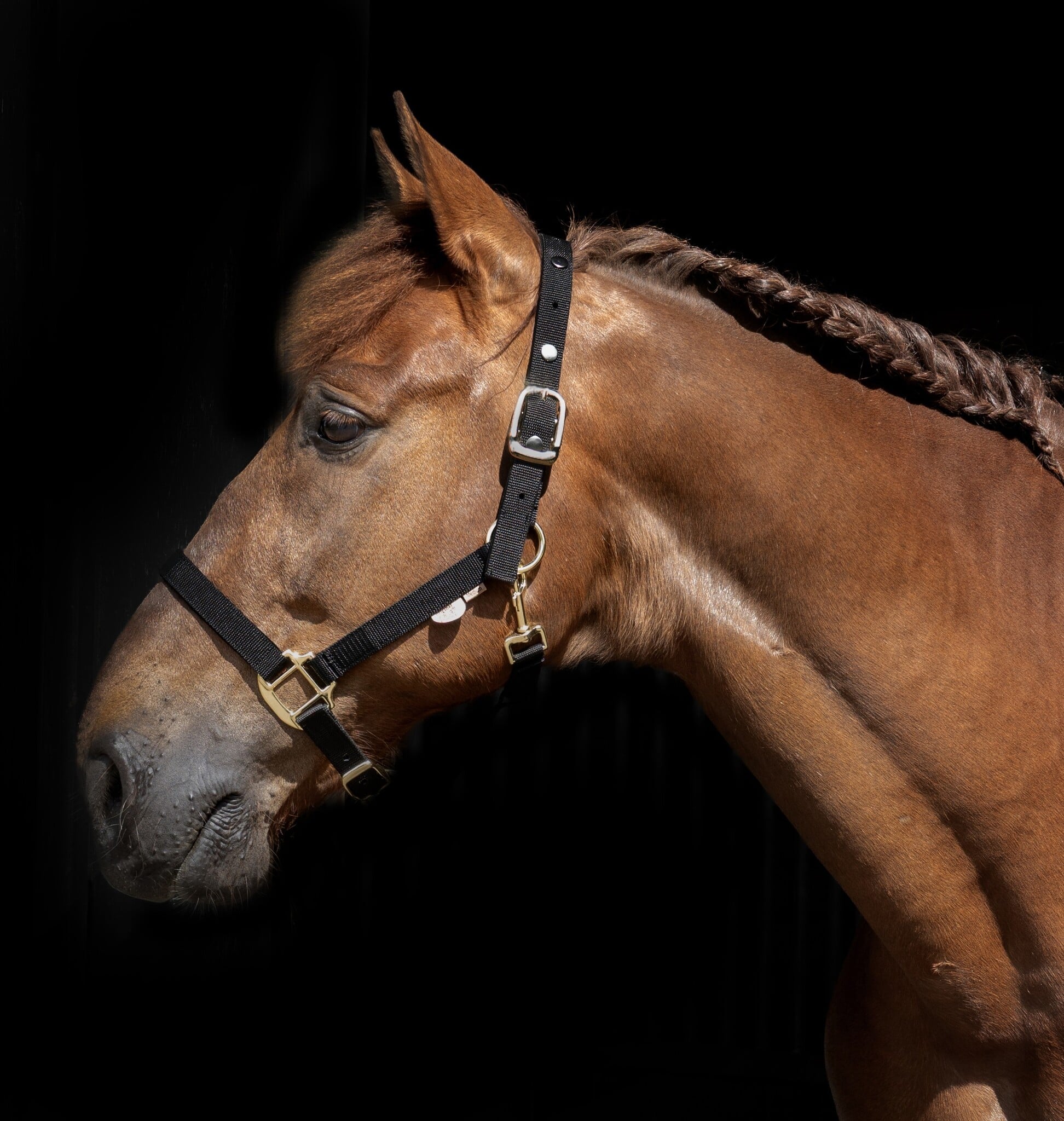 Break Away veiligheids halster 2 in 1