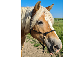 Rope halter Sidepull