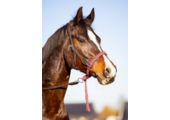 Alano bosal