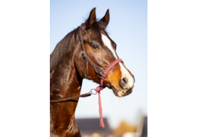 Alano bosal