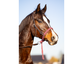 Alano bosal