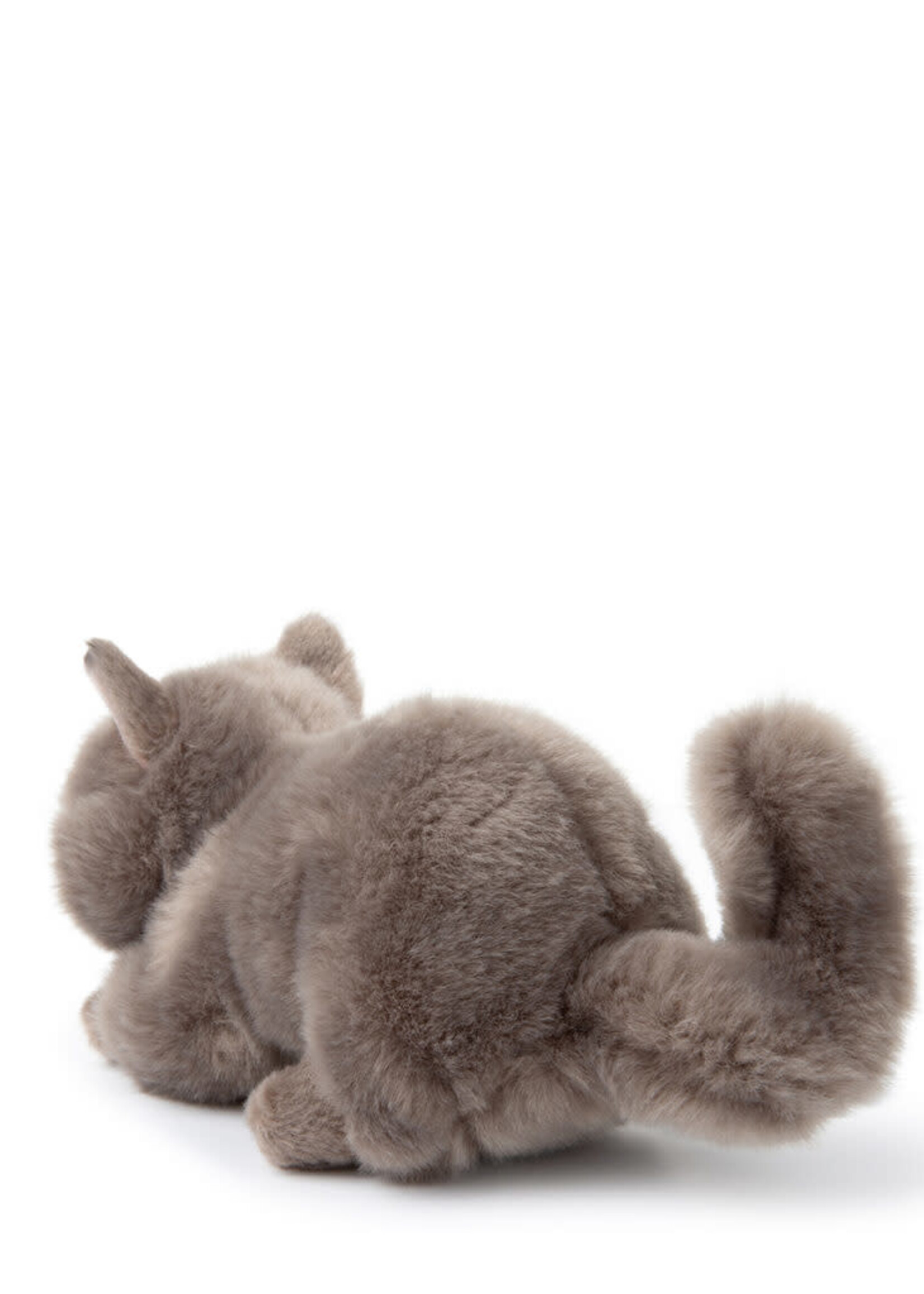 Bon Ton Toys Freddy british shorthair cat in giftbox, Bon Ton Toys