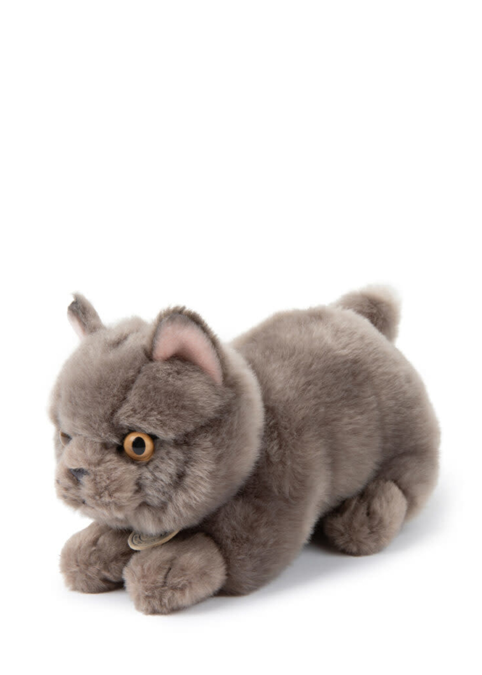 Bon Ton Toys Freddy british shorthair cat in giftbox, Bon Ton Toys