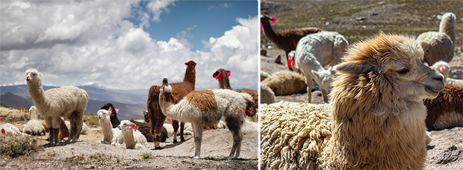 Alpaca und Baby Alpaca die Wolle der G tter Woolpack