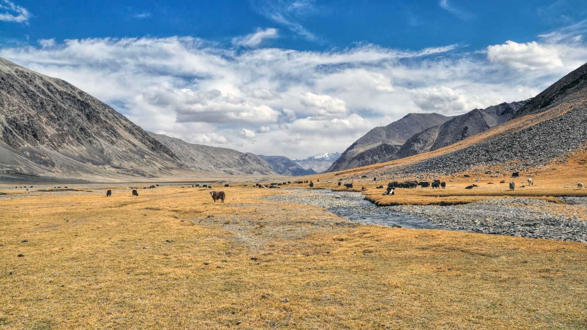 Pâturage au Kirghizistan