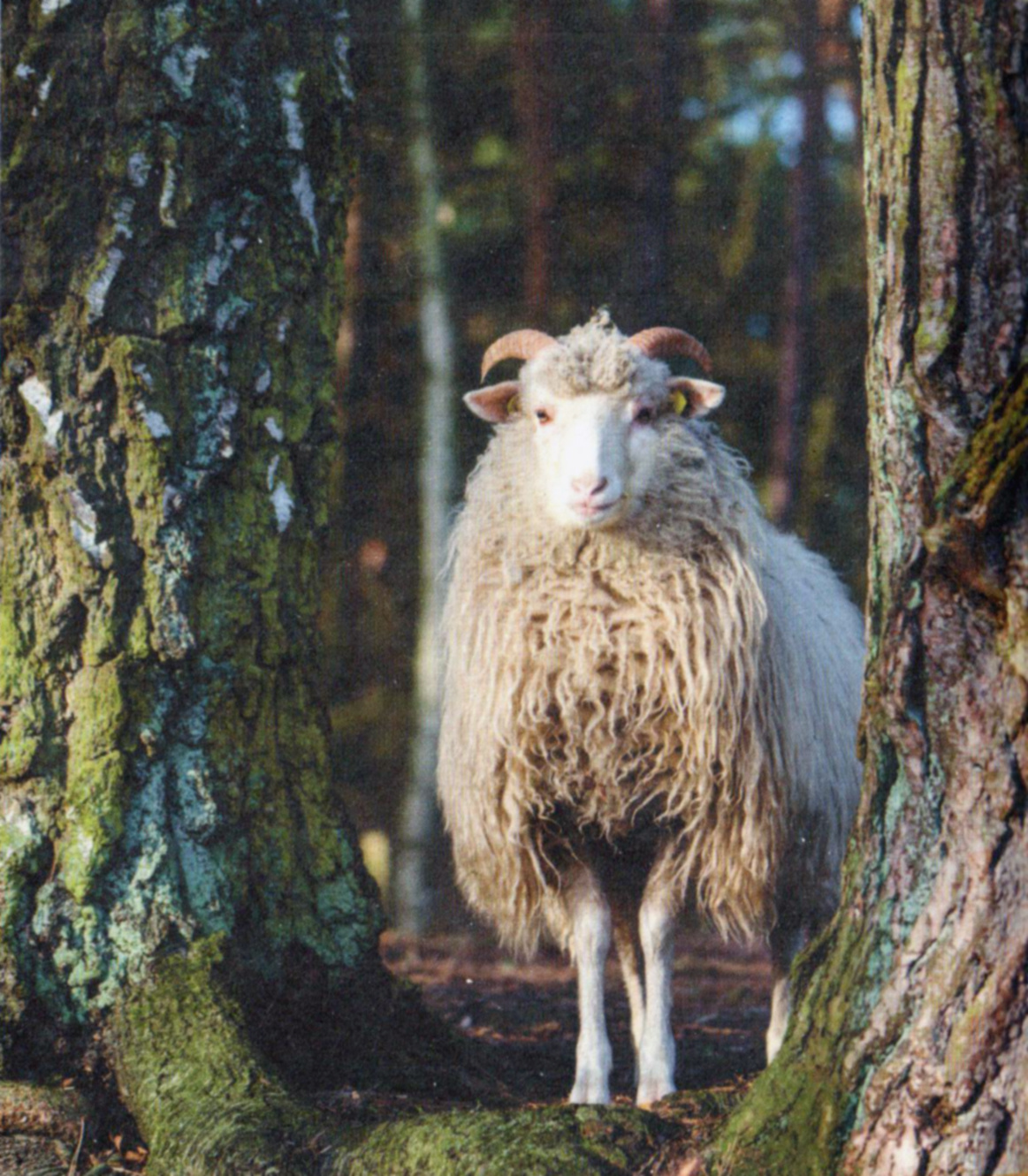 Moutons de BC Garn