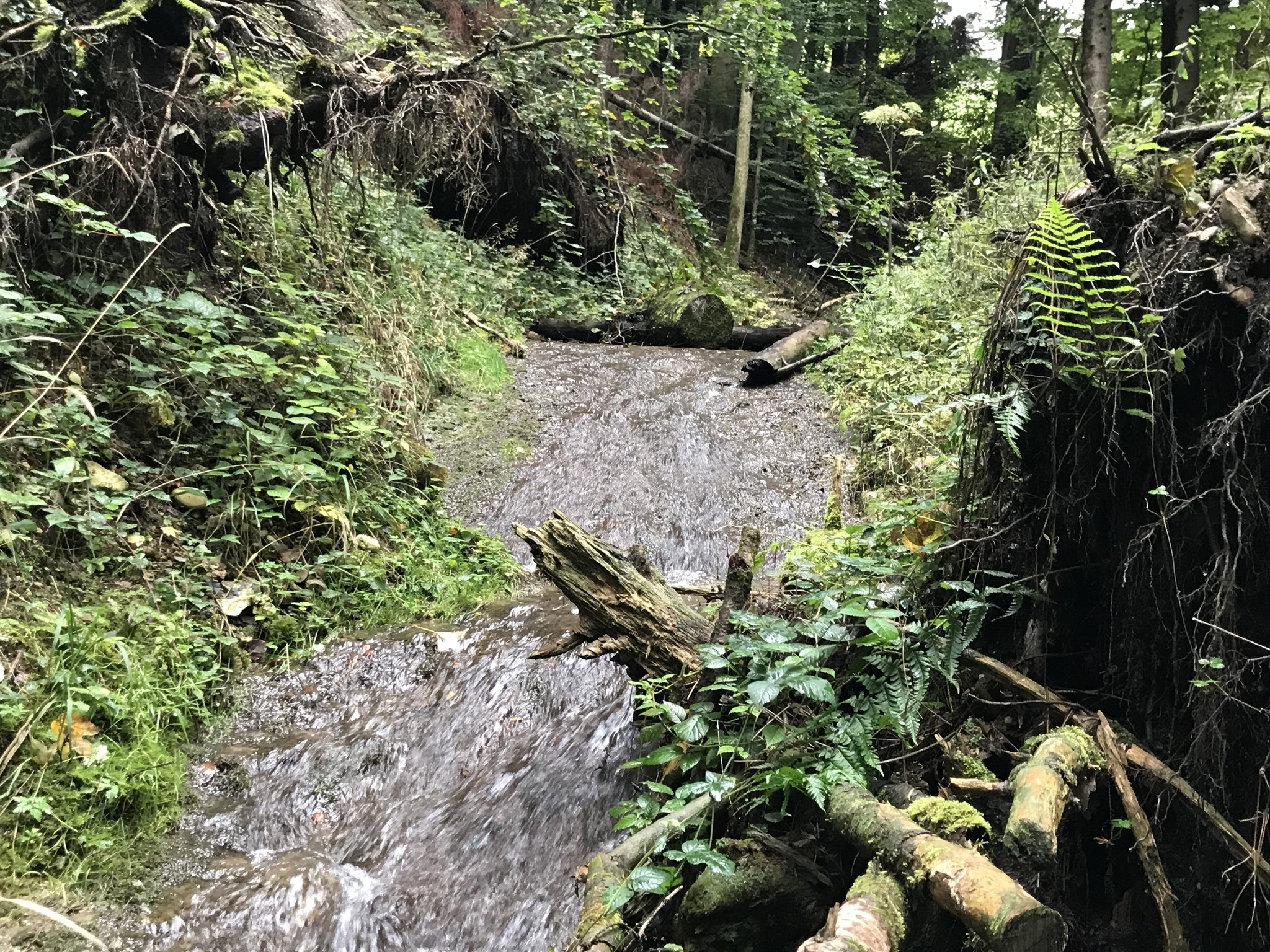 Les nouvelles couleurs de «Arroyo» – le ruisseau