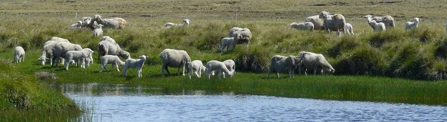 Blacker Swan, Merinoschafe