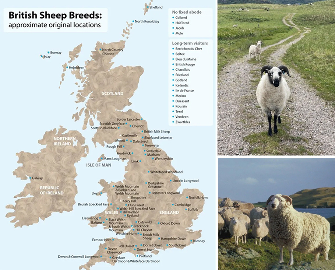 Carte des races ovines britanniques, moutons Shetland