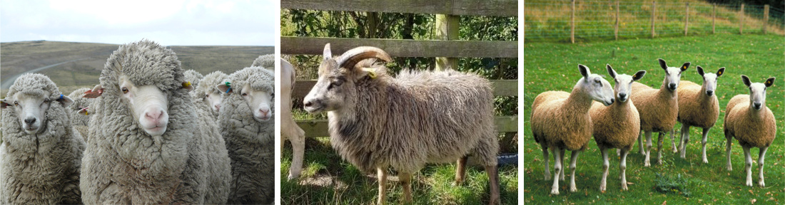 Merino, Ronaldsday, Blueface Leicester