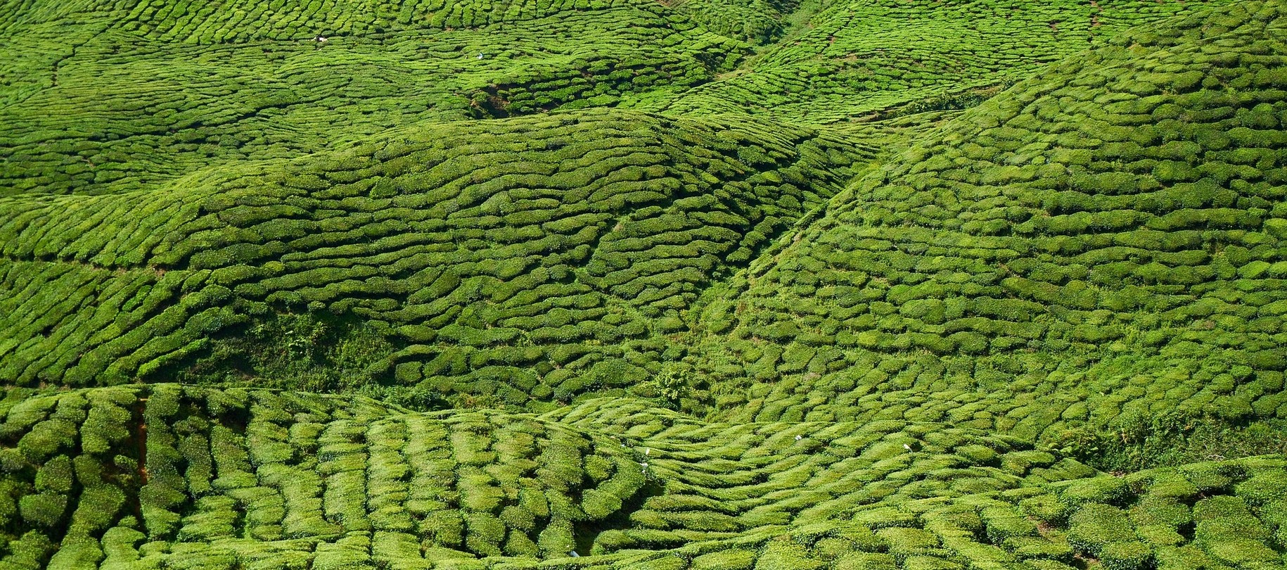 Groene Thee