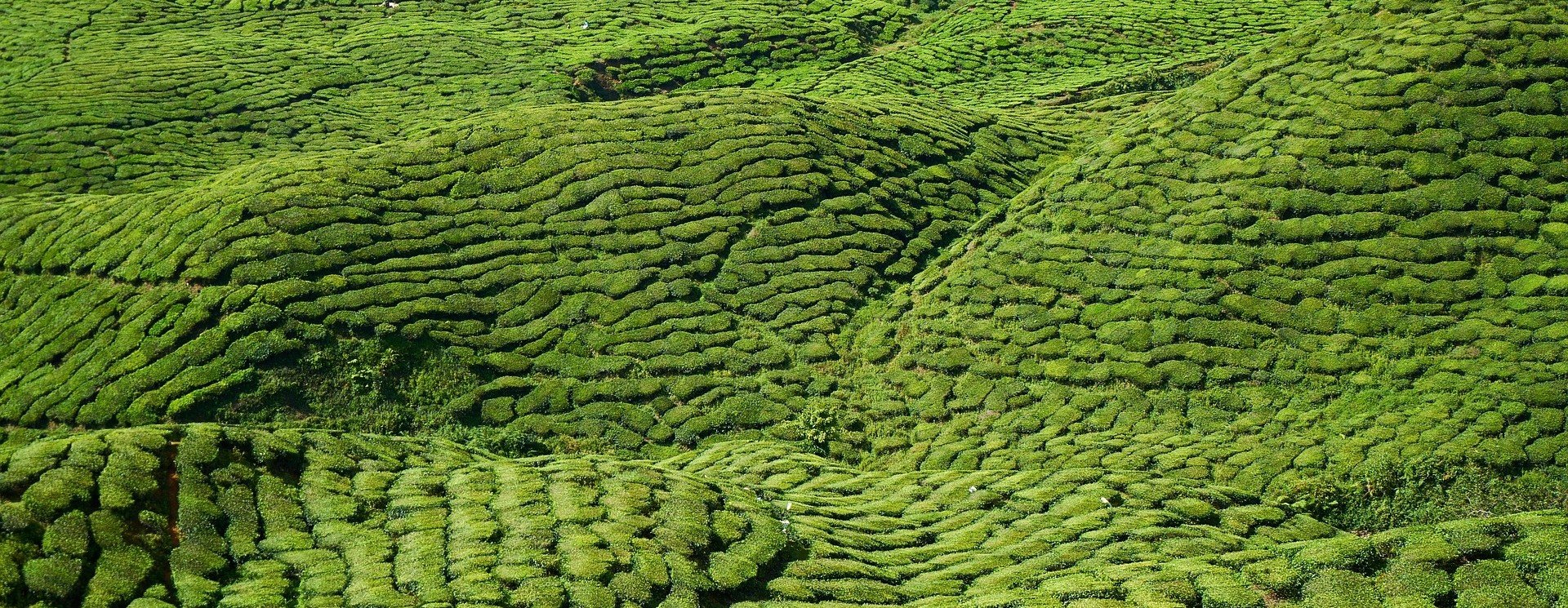 Groene Thee Kopen| Losse Premium Thee| Losse-T